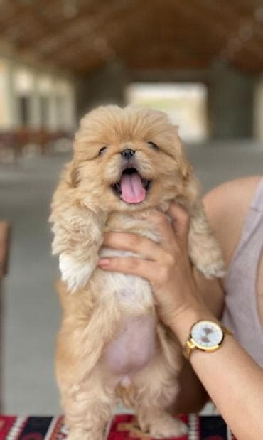 Quşlar: Pekines, Dişi, Sənədli, Ödənişli çatdırılma — 1