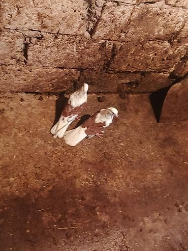 Птицы: Salam iran miz kekiller bir cüt satılır reyal alıcıya endirim olacaq — 2