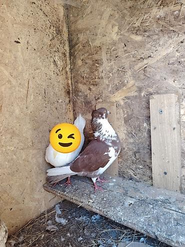 ev quslari alqi satqisi: Erkək. Tutulmadı — 1