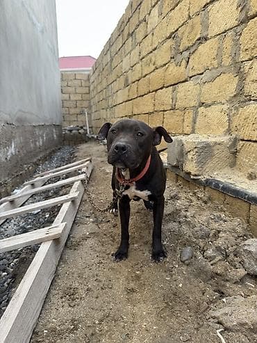 it haqqinda melumat: Pitbul, 1 il, Dişi, Peyvəndli — 2