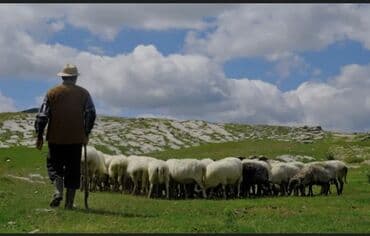çoban isi: 🐑 si̇yəzən rayonunda çoban i̇şi̇ ve fermada təkli̇f olunur siyəzən — 1