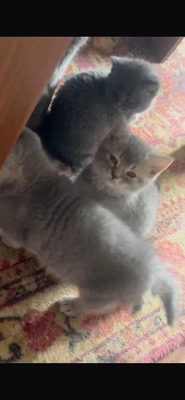 pisik sahiblendirme: Skottish Fold və Britan qarışığı boz balaca pişiklər - Rəng: açıq və — 4