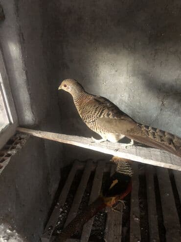 pişiklər ucuz: Qızıl qirqovul feresi - Növ: Chrysolophus pictus (Qızıl fazan) - — 2