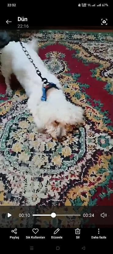 Ağ rəngli kiçik ölçülü ev iti – uzun, yumşaq tüklü, yüngül quruluşlu