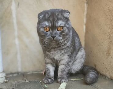Bıçaqlar: Britan yastı qulaq, Erkək, Cütləşmə üçün, Ünvandan götürmə — 2