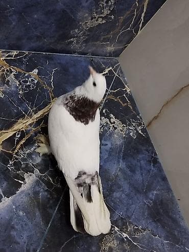 Əbrəş boyun maya 
Qiymət sondu
Barter yoxdu
Ünvan Fatmayı