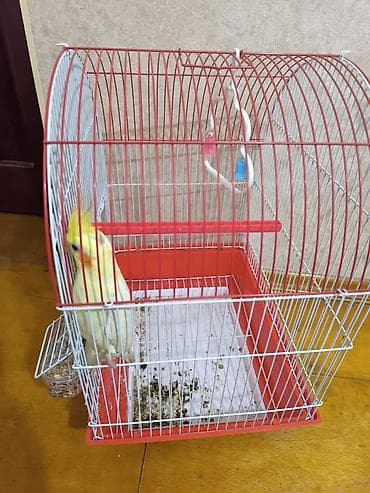 tutuquşu yemi: 1 ədəd Tutuquşu və Qəsəf ikisi bir yerdə satılır qiyməti 50 manat — 3