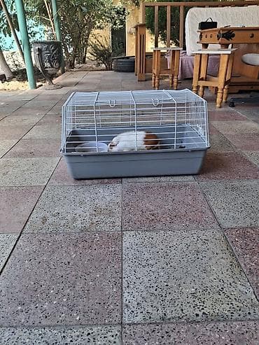 gəmirici: Meşəyə bənzər ağ-qəhvəyi rəngli gvineya donuzu (guinea pig) - Növ — 5