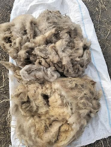 Yüksək keyfiyyətli, yuyulmamış qoyun yunu, müxtəlif sənaye və