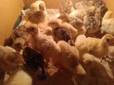 Hinduşka cücələri, Damazlıq