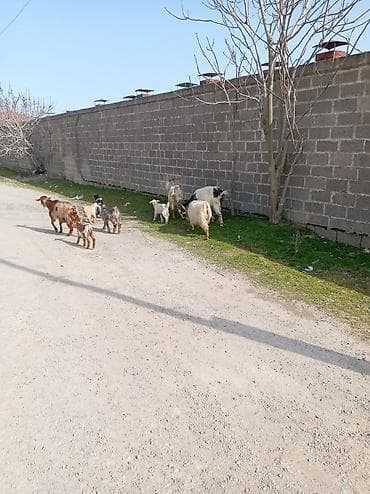 cəpişlər: Məhsul: Qoyun-keçi təsərrüfatı üçün ana keçilər və bala keçilər — 2