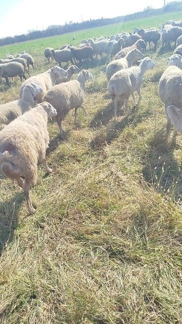 bakida cins ineklerin satisi: Dişi, il: 1, 50 kq, Damazlıq, Ünvandan götürmə — 8