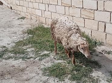 erkek pişik adları: 2 dənə qoyun biri 160 manat — 4