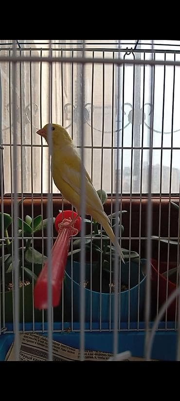 danişan quş: Bülbül 3 ayliq ərkək oxuyur bala quş kimi Sarı kanareyka – zərif — 2