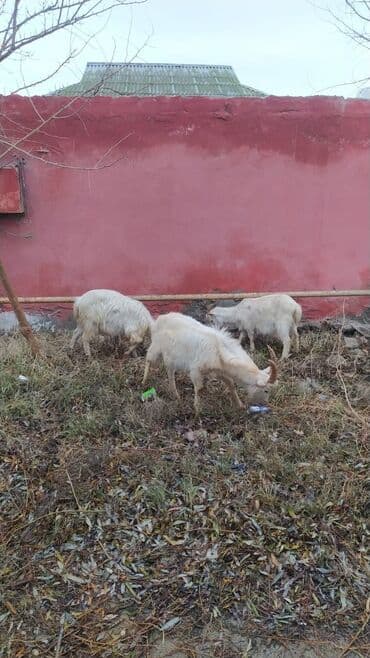 Keci ve cəpişlər Diri cəkisi 6.50m böyük dişi,və 5-6 aylig cəpişlər