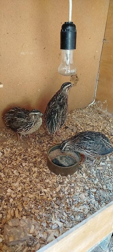 Птицы: Bildirçinlər satılır 3 ü də Erkəydi qiymət hamısı 10 manat ünvan — 2