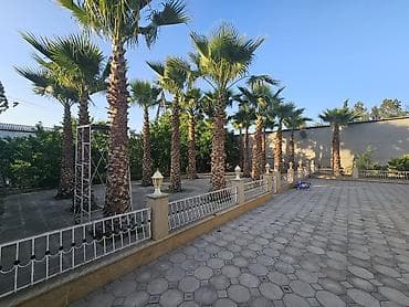 limon satışı: Satış üçün: Landşaft üçün Waşinqton/palma ağacları - Növ: Dekorativ — 2