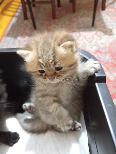 Pişiklər: Şotland uzun tüklü, Erkək, Yaxşı əllərə, Ödənişli çatdırılma — 3