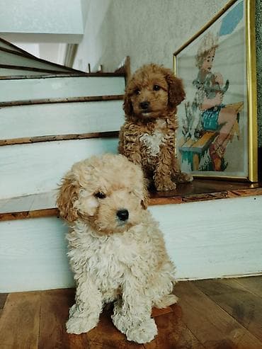 Птицы: Пудель — 8