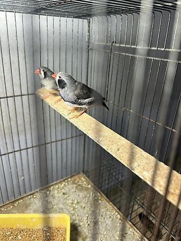 2 ayliq cuceler: Zebra amadin. Böyük növüdür. 1 cütü 40 azn. Qəfəs və yuva qarışıq — 1