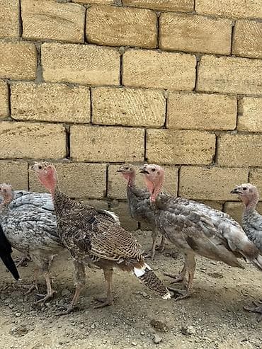 Öz həyətimdə çıxıb aprelin 26sı cins heyvanlardı sağlamlıqına lalafo.az -da Öz həyətimdə çıxıb aprelin 26sı cins heyvanlardı sağlamlıqına
