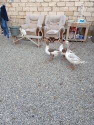 cücə su qabı: Dişi, Damazlıq, Ünvandan götürmə — 3