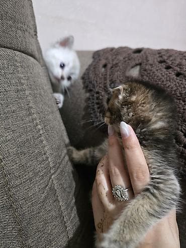 pisik pulsuz: Şotland — 6