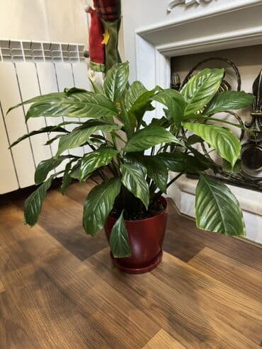 Spathiphyllum (Sülh zanbağı) – dekorativ ev bitkisi - Növlə