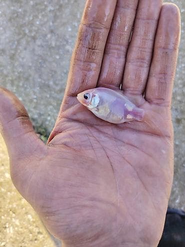 su qabı: Qızıl balıq, Sülhsevər, Ünvandan götürmə — 5