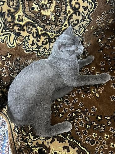 Sahibləndirilir Xüsusiyyətlər: - Oynağan və mehriban xarakter; qucağı