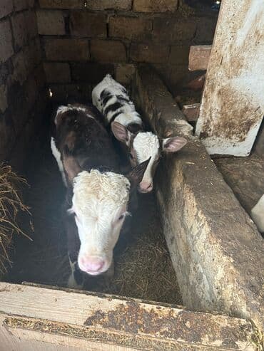 Heyvanlar üçün mallar: Biri erkək biri dişi biri təmiz smentaldı — 2