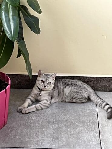 сколько стоит щенок чау чау: Tabbi — 1