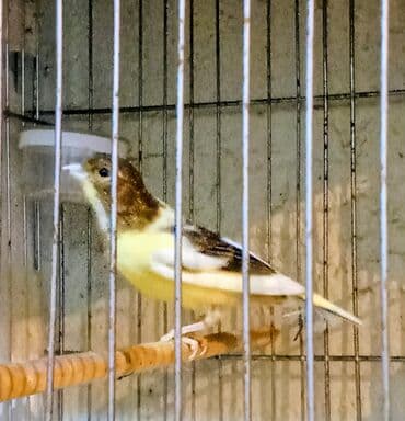 Аквариумы: Erkək bülbül — 2