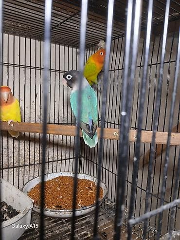 qus iran: Məhsul: Sevgi papağanları (Agapornis) Təsvir: - Rəngarəng sevgi — 2