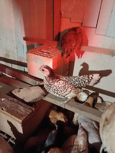 kənd toyuqu: Toyuq, Damazlıq — 3