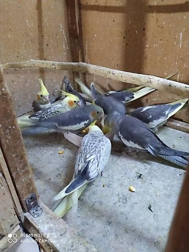 inek satilir: Diqqet quslarin altinin ve yerinin temizliyine fikir verin — 7