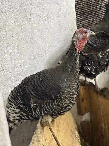 Məhsul: Hind toyuğu (hinduşka) Təsvir: - Şəkillərdə qara-boz rəngli