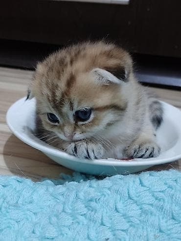 it heyvan: Qızıl şinşilla, Dişi, Yaxşı əllərə, Ünvandan götürmə — 2