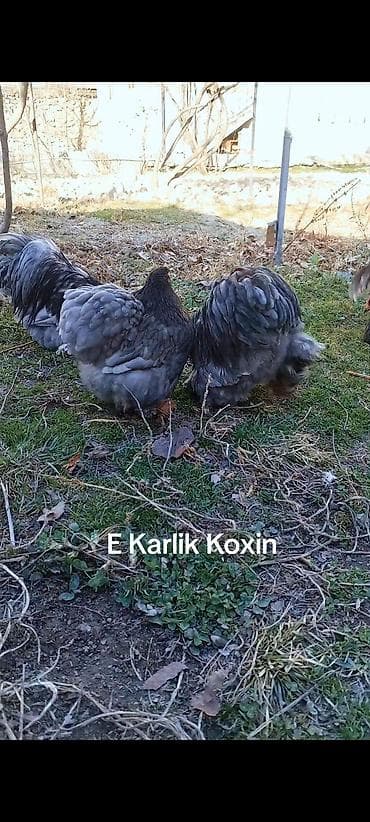 heyvanlara verilən xüsusi adlar: Toyuq, Damazlıq — 2