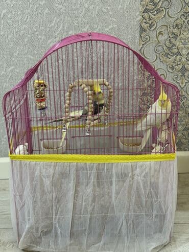 попугай ара цена: Tutuquşları — 4