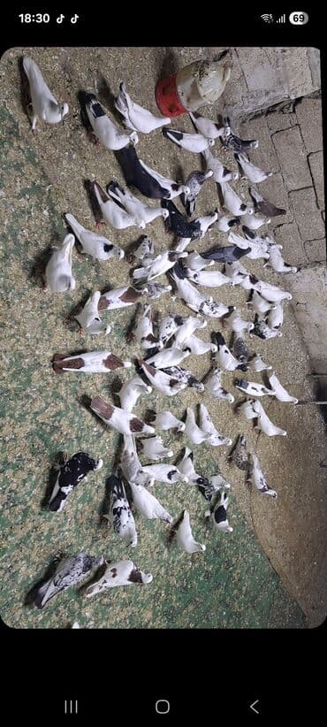 heyvanlara verilen xususi adlar: Uçuşçu qövlar – müxtəlif rənglərdə və naxışlarda ev göyərçinləri - — 5