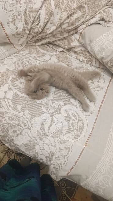 Грызуны: Шотландская длинношерстная, Самка, В добрые руки — 3