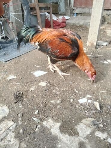 Digər heyvanlar: Xoruz, Heyratı, il: 1 — 6