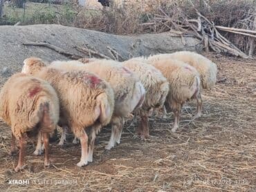 Lincoln: 🐑 Kök, sağlam qoyunlar satılır!Həm tumluq həm də kəsin u ✔️ Təmiz cins — 1