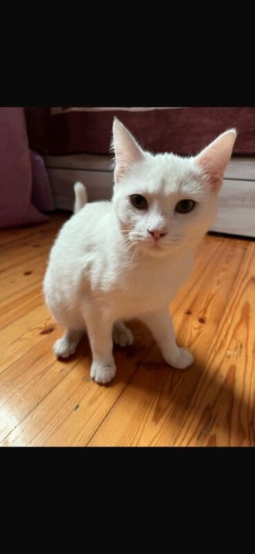 объявление про котят в баку: Yaxşı əllərə — 1