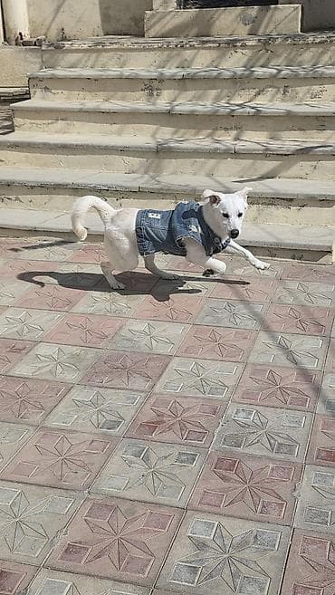 kanqal itlər: 10 ay, Erkek — 2