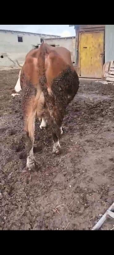 inek adlari azerbaycan: 2-ci balasidi erkek balasi var 25 südü var 6500 azn — 5