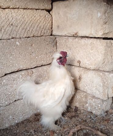 xoruzun nece rengi var: Xoruz, il: 1 — 1