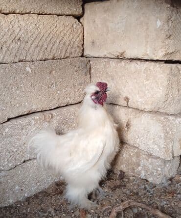 İtlər: Xoruz, il: 1, Ünvandan götürmə — 1