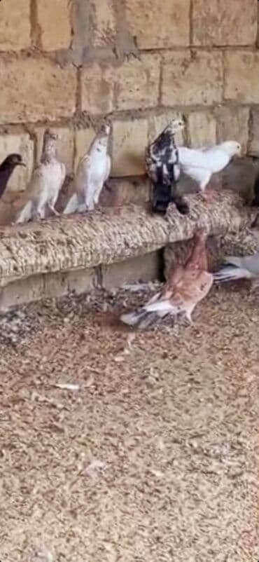 tuk tuk mmc: Her reng quş var.Qiymet goyercine gore deyisir.Bakidadirlar saf qan — 6